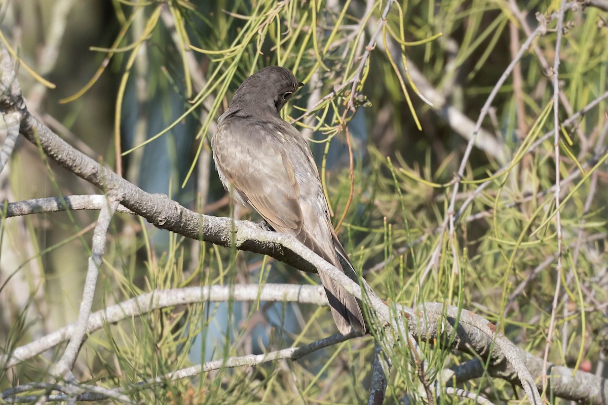 Black-eared Cuckoo - ML190786491