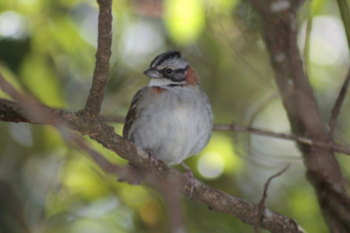Rufous-collared Sparrow - Pedro Plans