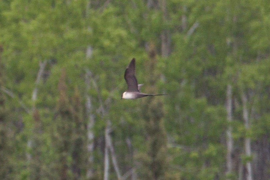 Long-tailed Jaeger - ML190789221