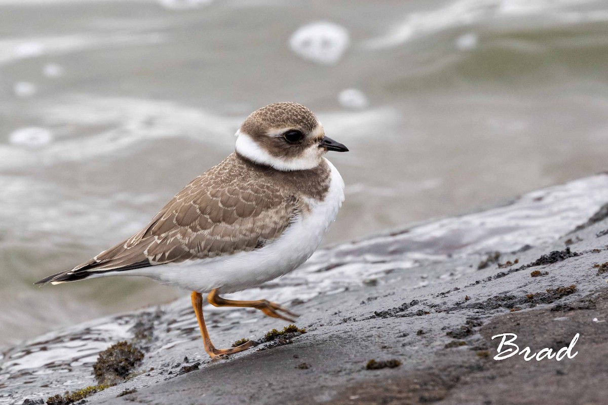 Semipalmated Plover - Brad Argue
