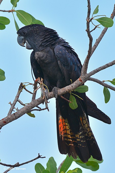 Red-tailed Black-Cockatoo - Guido Bennen