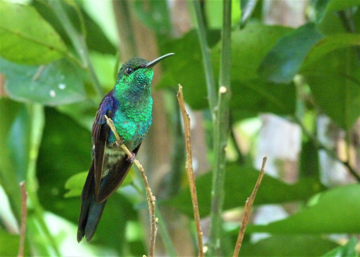 kolibřík pralesní - ML190805091