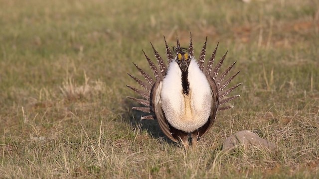 Greater Sage-Grouse - ML190806141