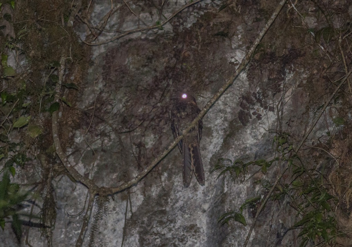 Lyre-tailed Nightjar - Giselle Mangini