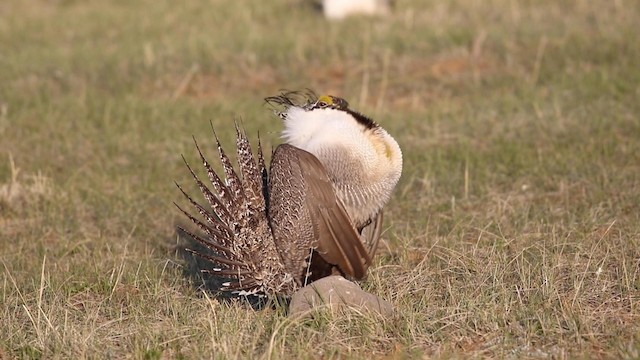 Greater Sage-Grouse - ML190806391