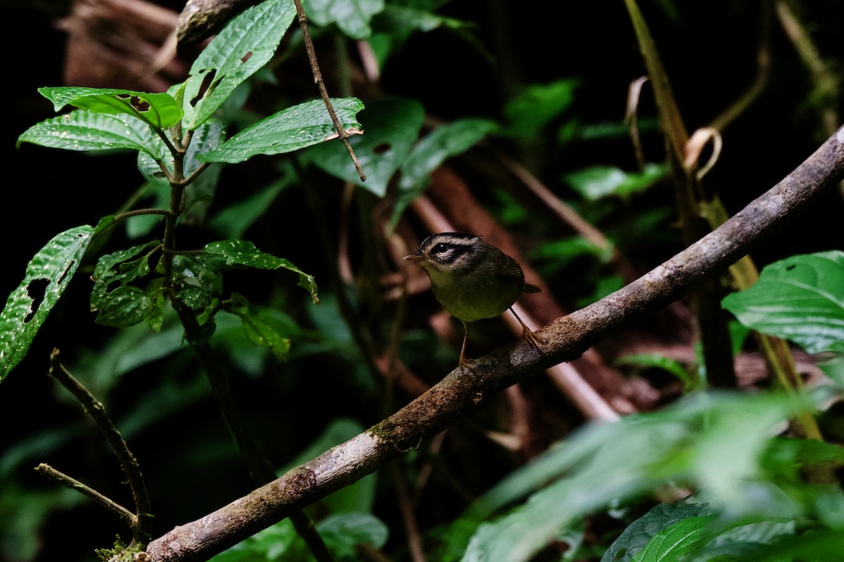 Costa Rican Warbler - Jamie Baker