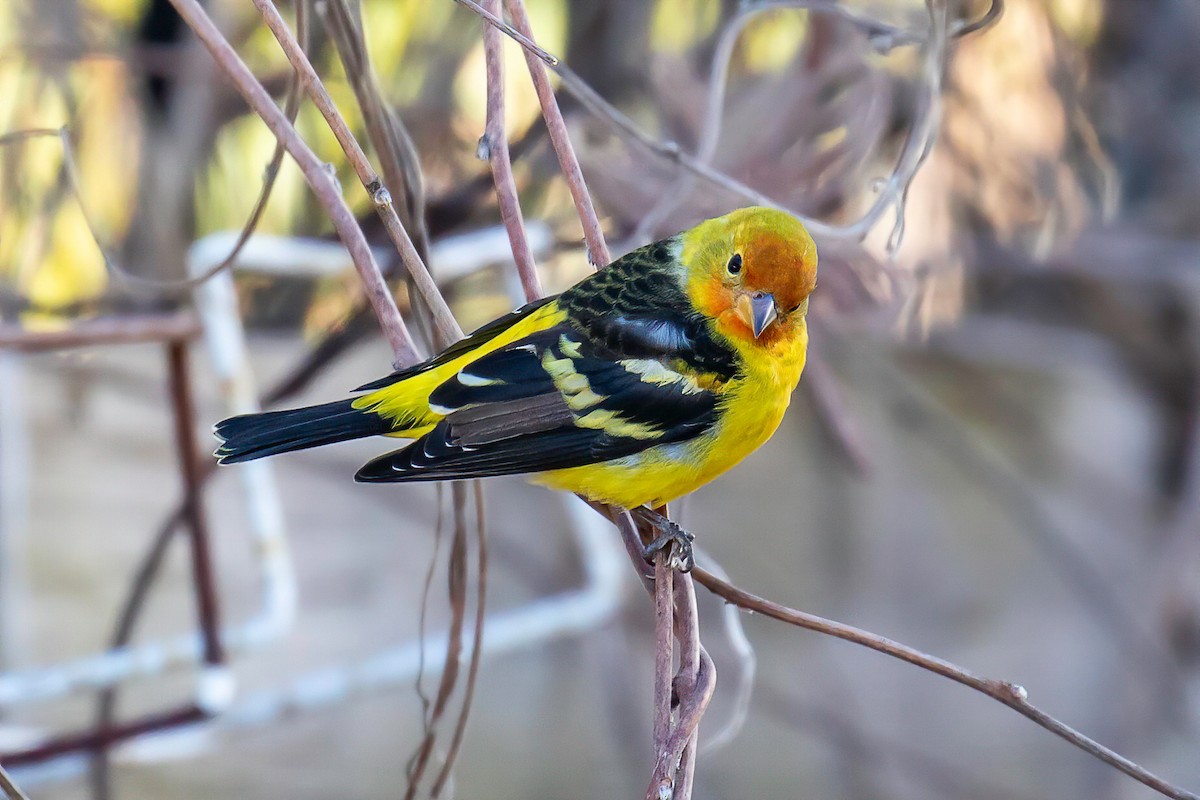 Western Tanager - ML190808911