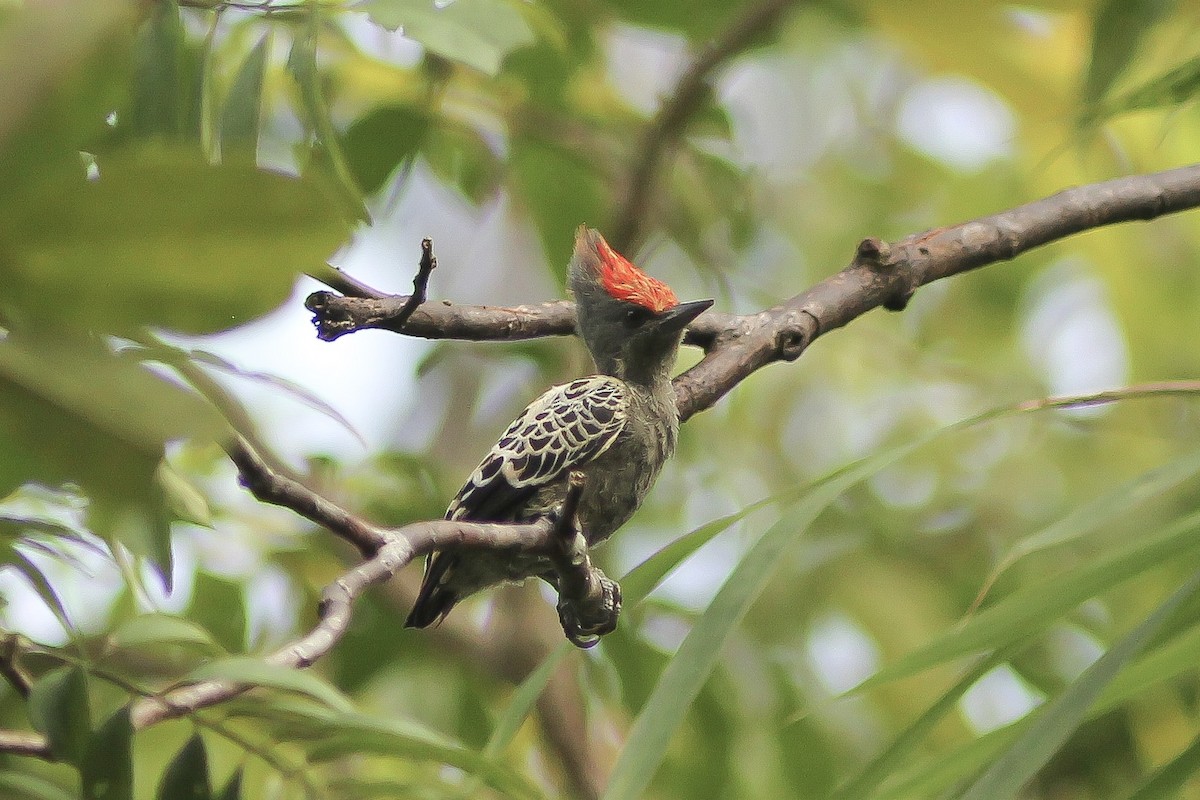Gray-and-buff Woodpecker (Gray-and-buff) - Krit Adirek