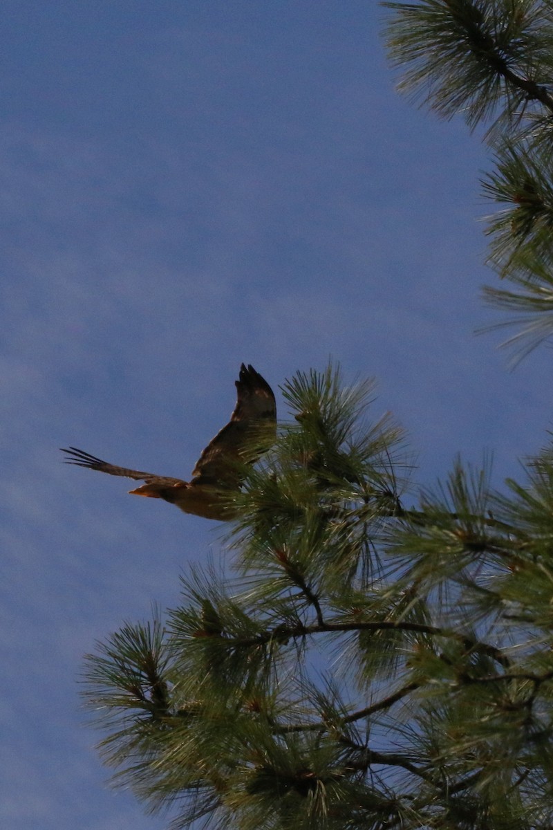 Red-tailed Hawk - ML190812511
