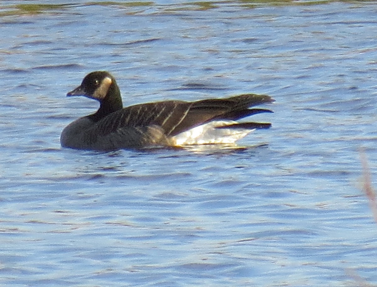 eBird Checklist - 30 Oct 2019 - GRIC--Sacaton STP (restricted access ...