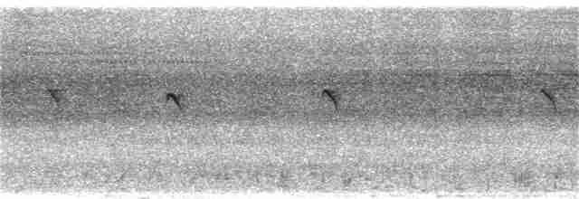 שלדג גמדי (איים פציפיים) - ML190815291