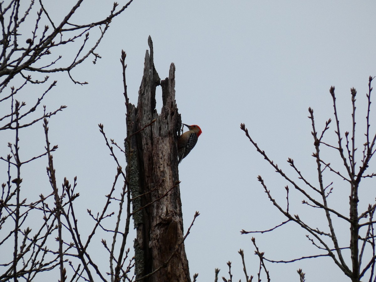 Red-bellied Woodpecker - ML190815561