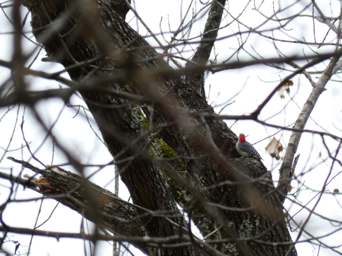 Red-bellied Woodpecker - ML190815581