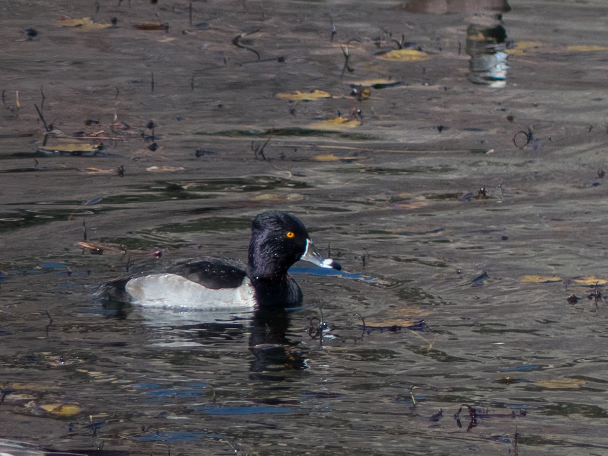 Ring-necked Duck - Scott O'Donnell
