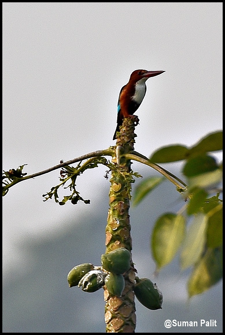 White-throated Kingfisher - Suman Palit