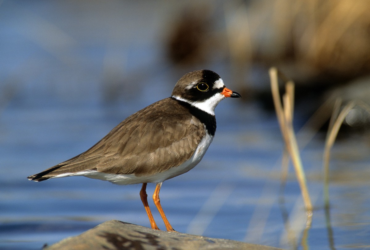 Semipalmated Plover - Michael Gage