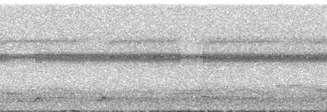 Zigzag Heron - ML190821