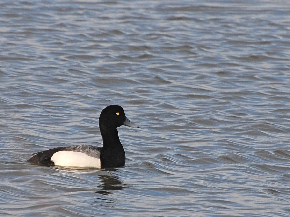 Greater Scaup - ML190822141