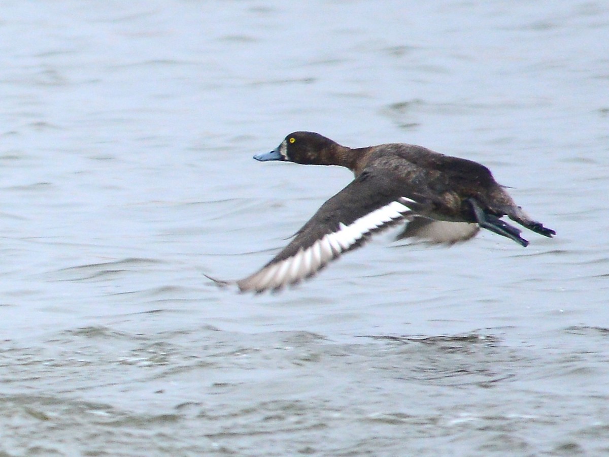 Greater Scaup - ML190823671