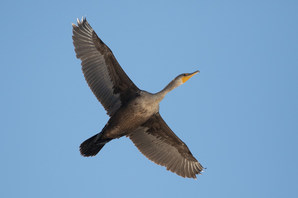 Double-crested Cormorant - Shawn Taylor