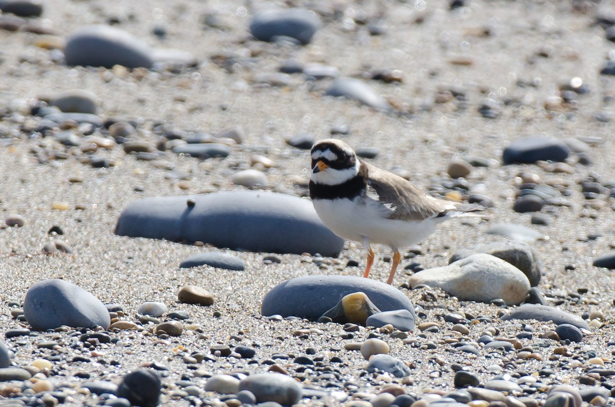 Common Ringed Plover - Brian Carruthers