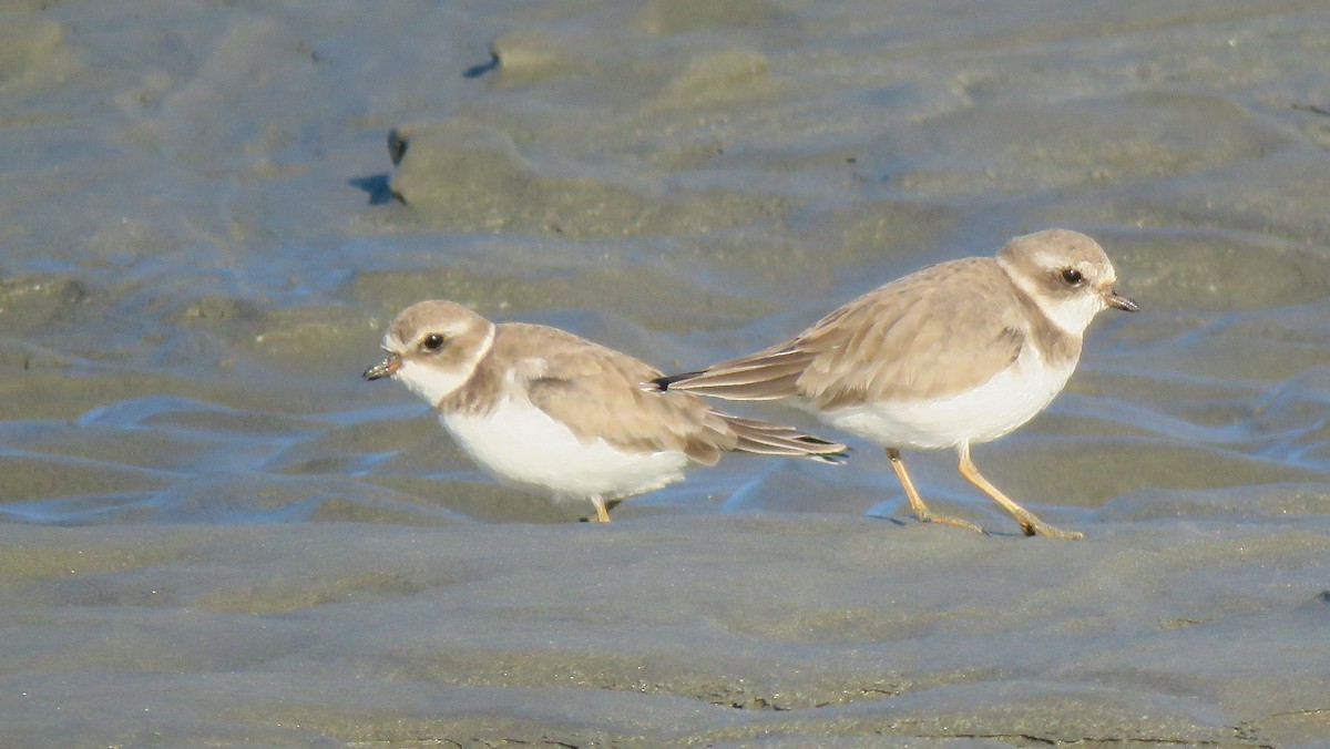 Semipalmated Plover - ML190828201