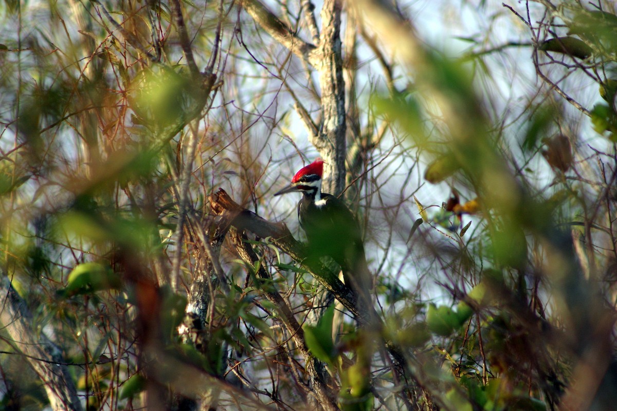 Pileated Woodpecker - Hansel Herrera