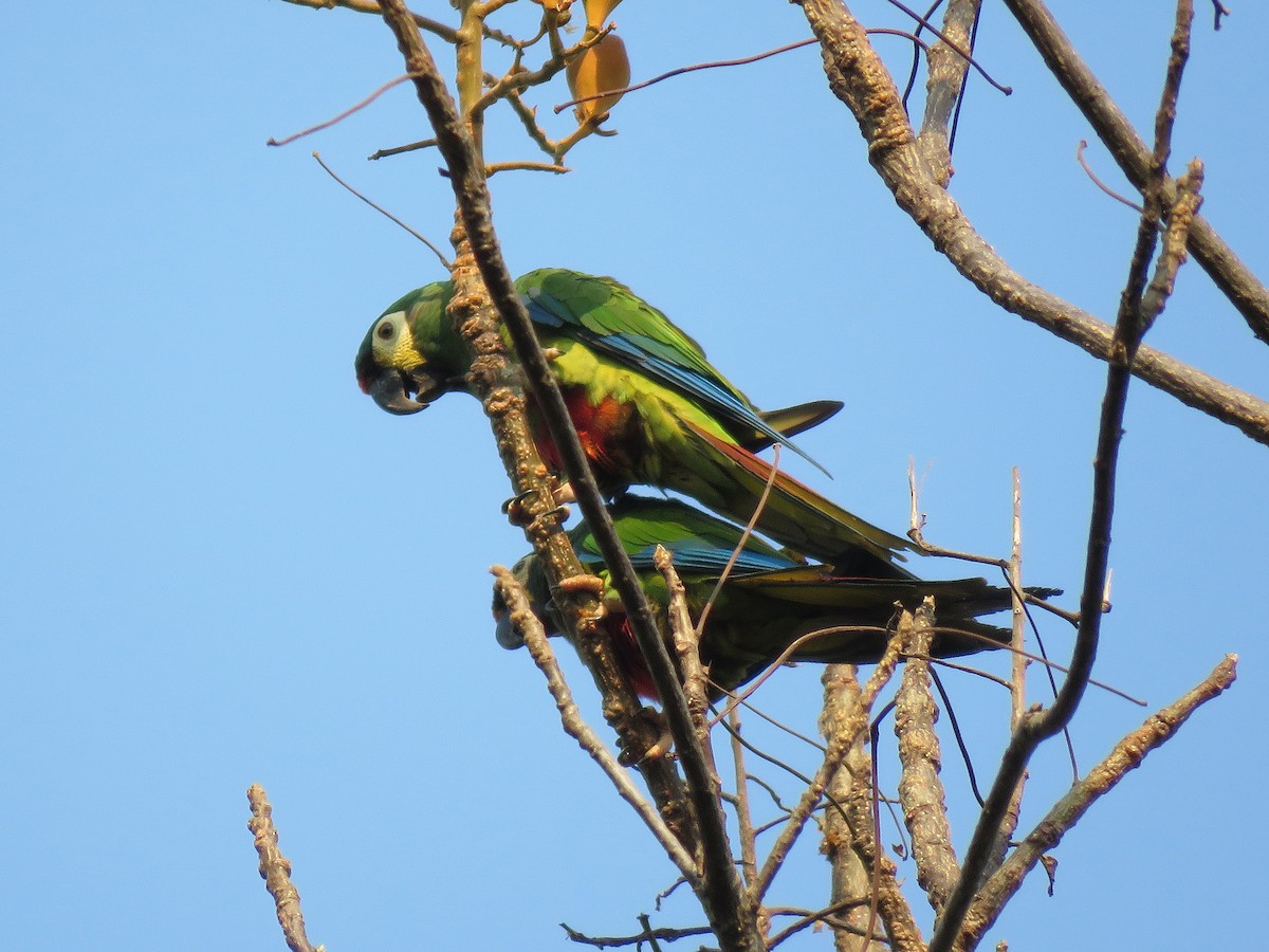 Blue-winged Macaw - ML190831051