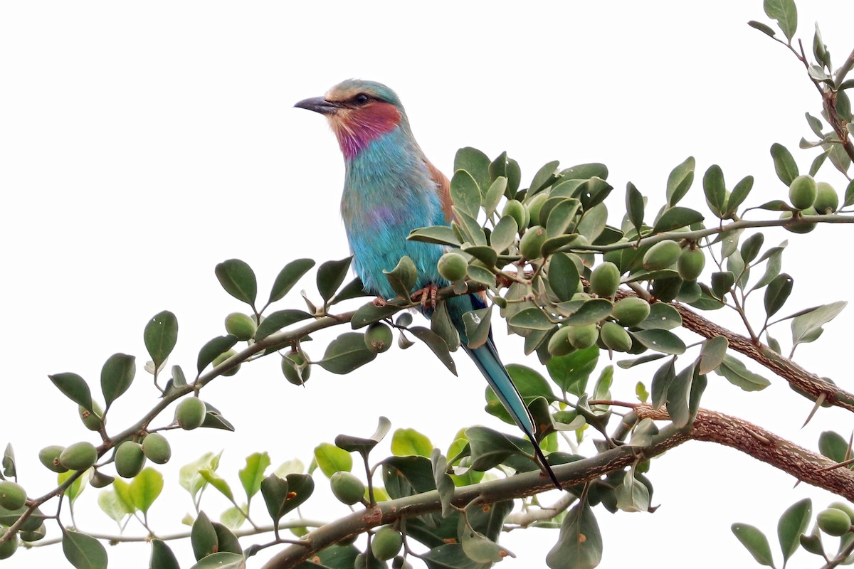 Lilac-breasted Roller (Blue-breasted) - Greg  Griffith