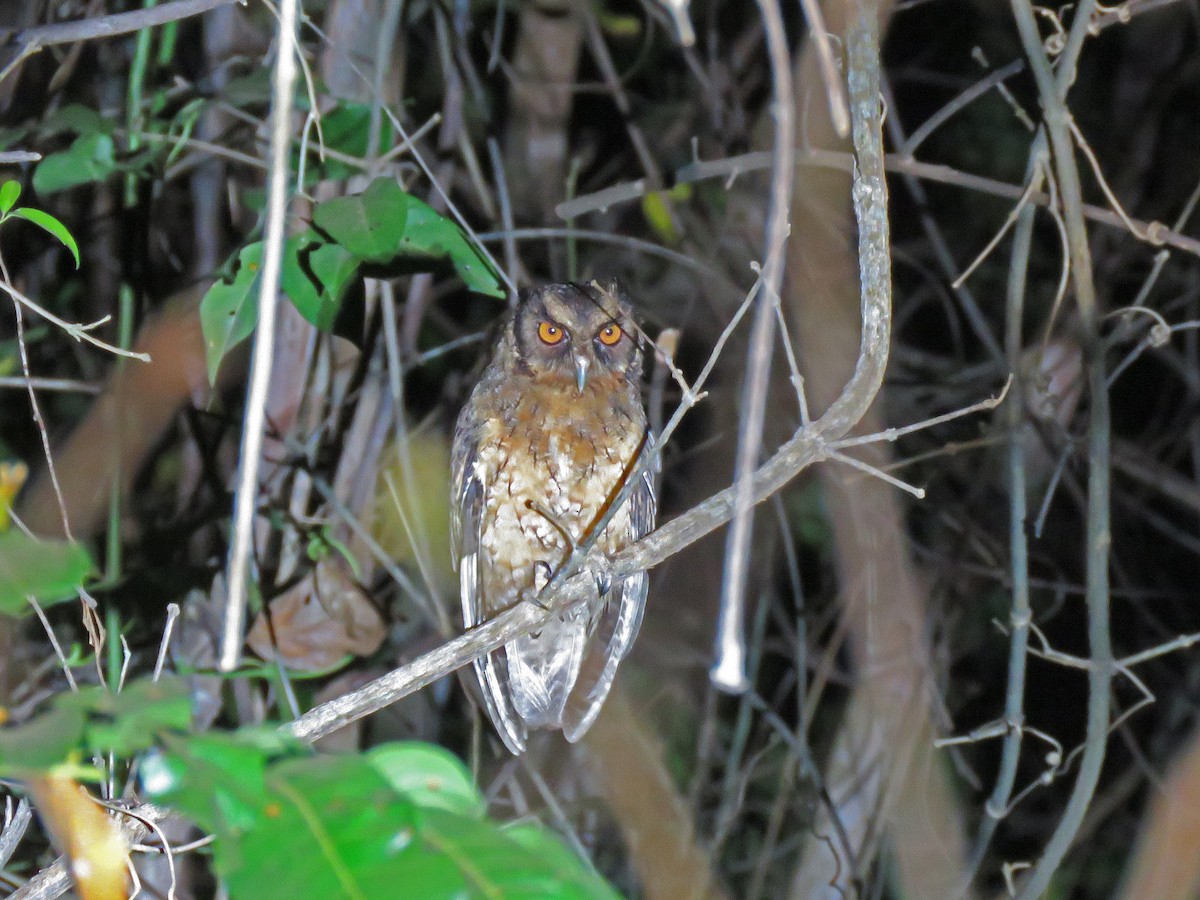 Tawny-bellied Screech-Owl (Austral) - ML190833151