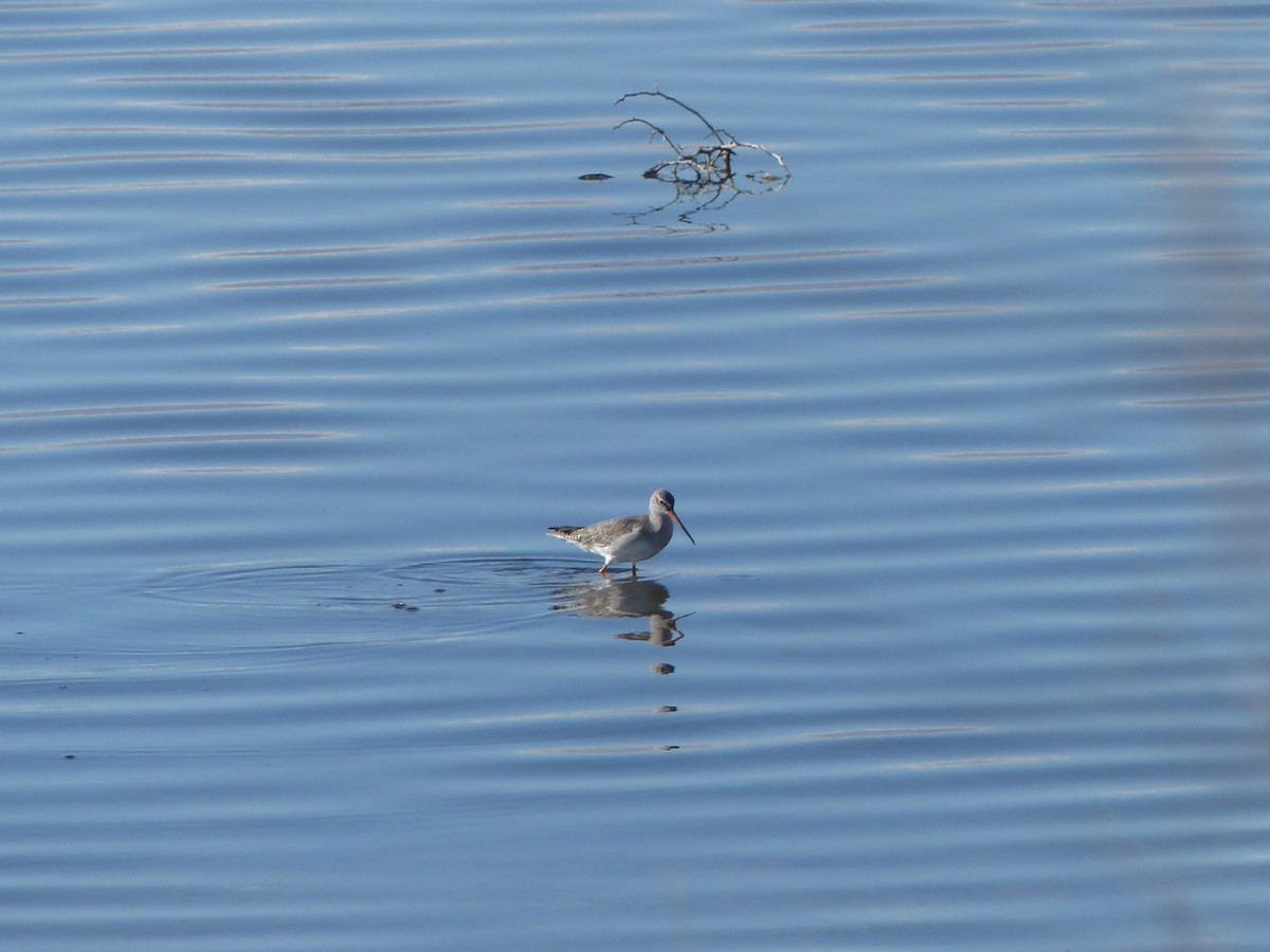 Spotted Redshank - ML190834391
