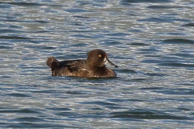 Tufted Duck - ML190834911