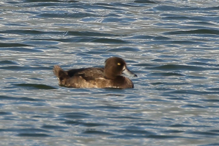 Tufted Duck - ML190834921
