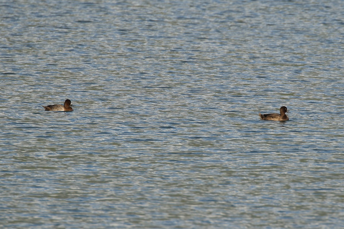 Tufted Duck - ML190834951