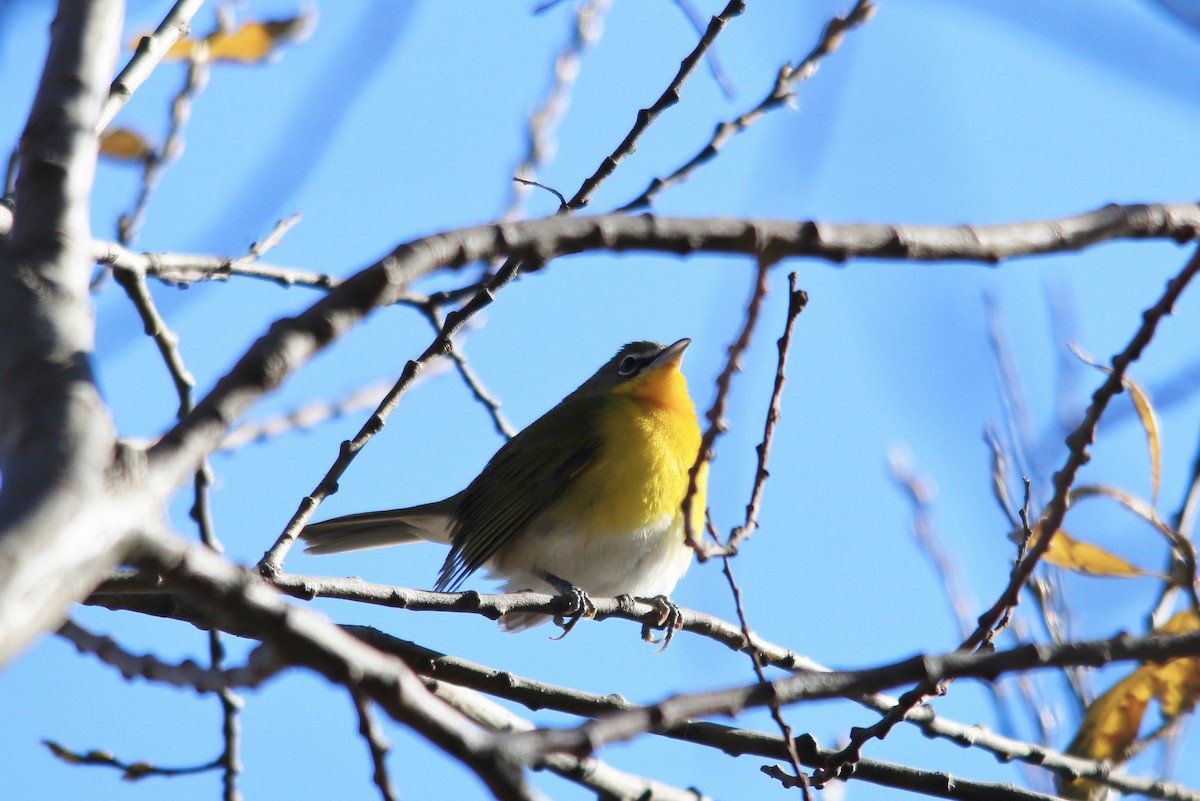 Yellow-breasted Chat - ML190836181
