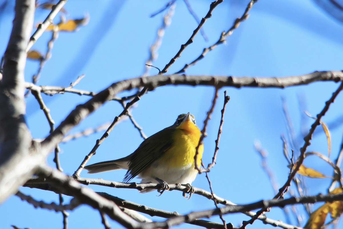 Yellow-breasted Chat - ML190836191