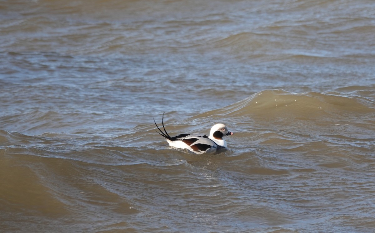 Long-tailed Duck - ML190836601