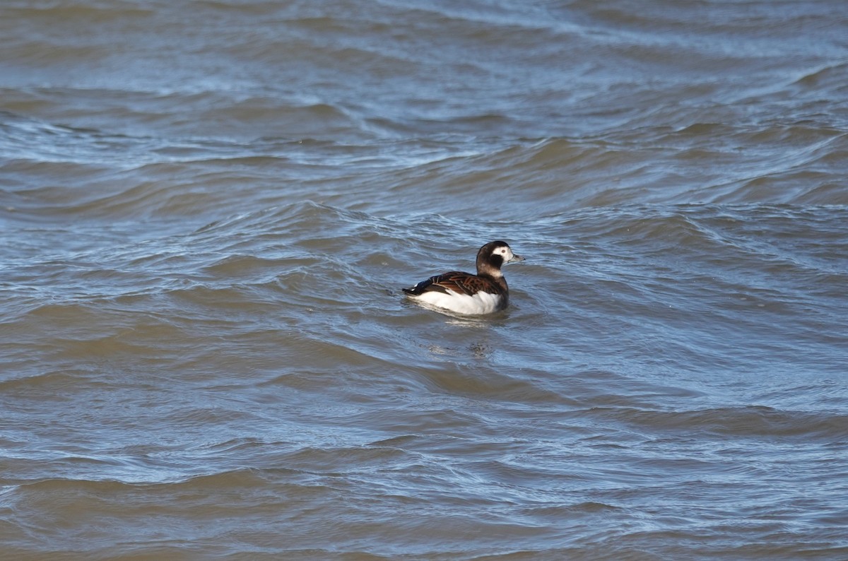Long-tailed Duck - ML190836691