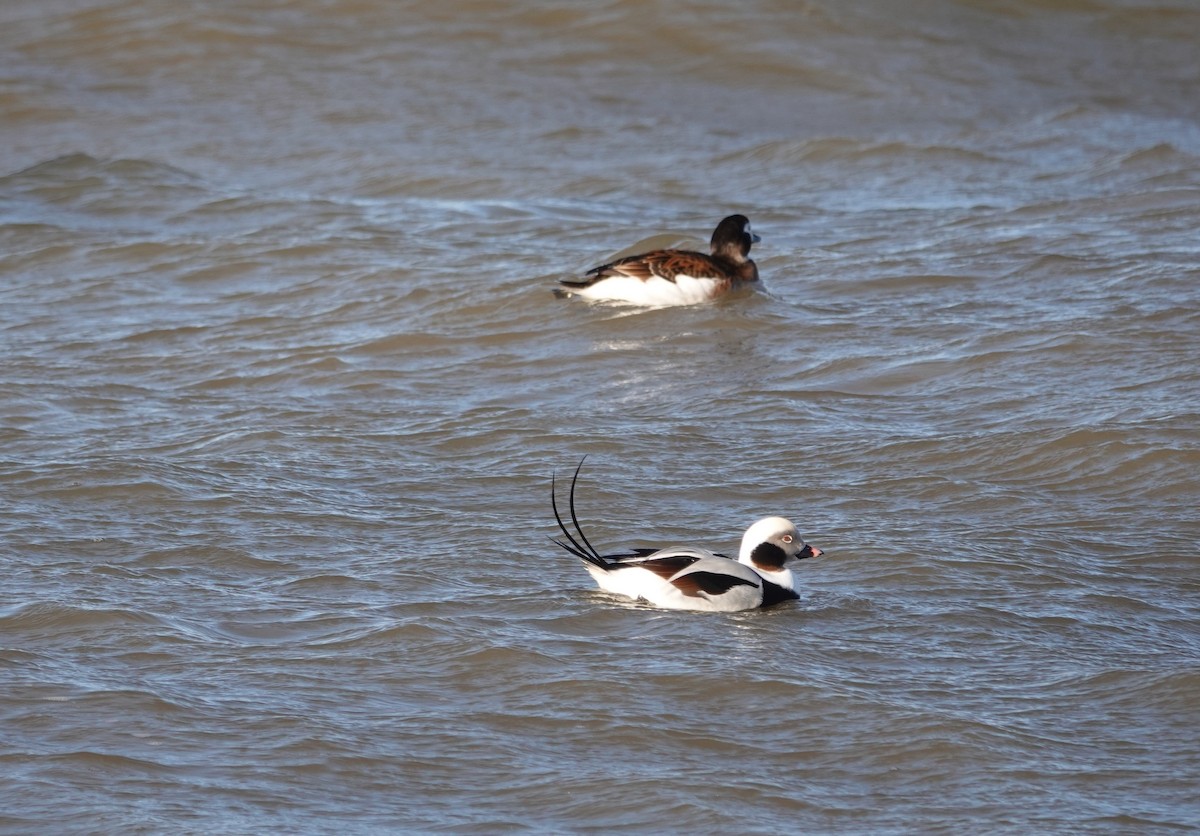 Long-tailed Duck - ML190836801