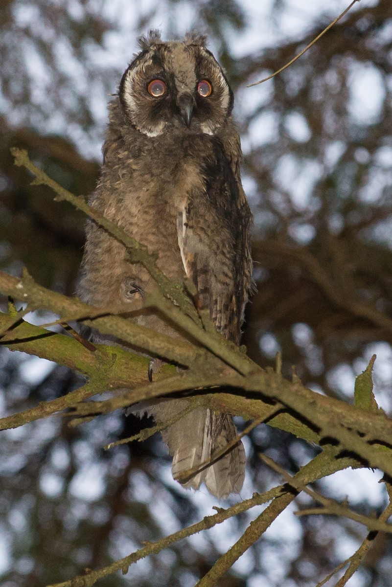 Long-eared Owl - Brian Carruthers