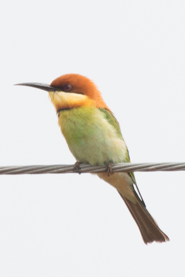 Chestnut-headed Bee-eater - William Stephens