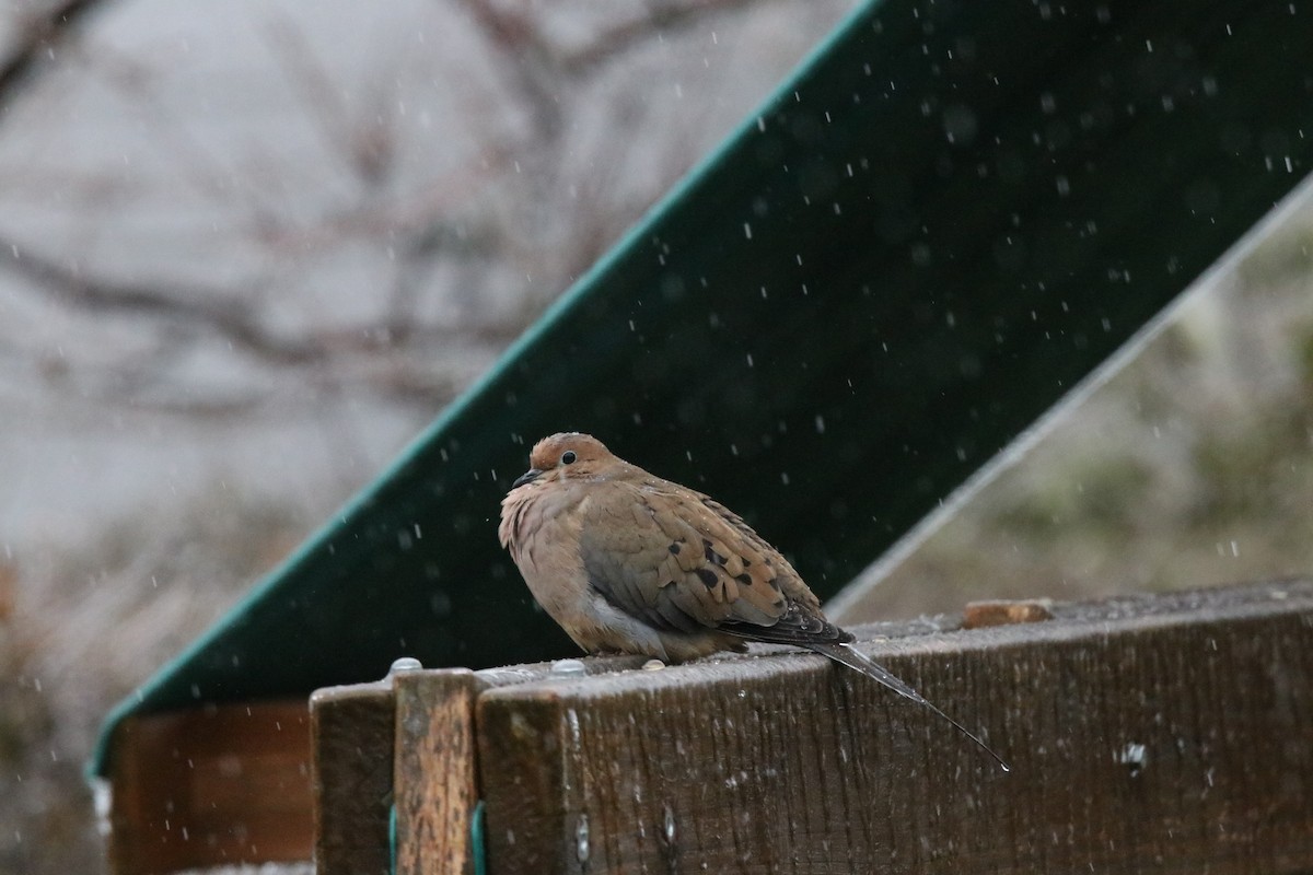 Mourning Dove - Walter Parker