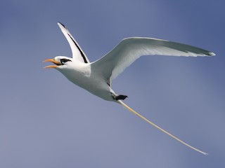  - White-tailed Tropicbird