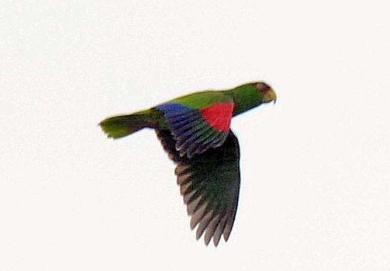 White-fronted Parrot - ML190841281