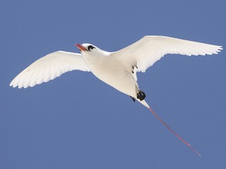  - Red-tailed Tropicbird