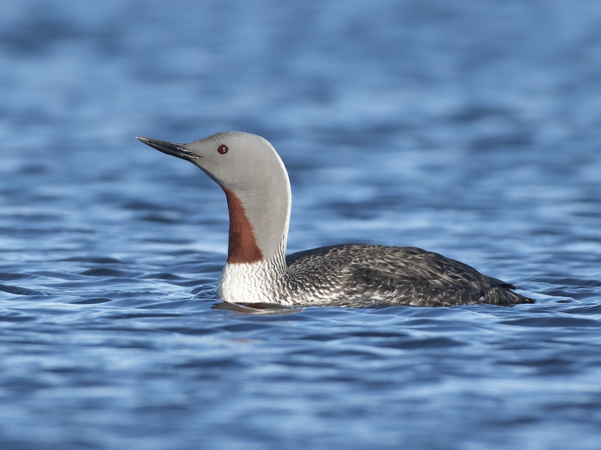 Red-throated Loon - Gavia stellata - Birds of the World