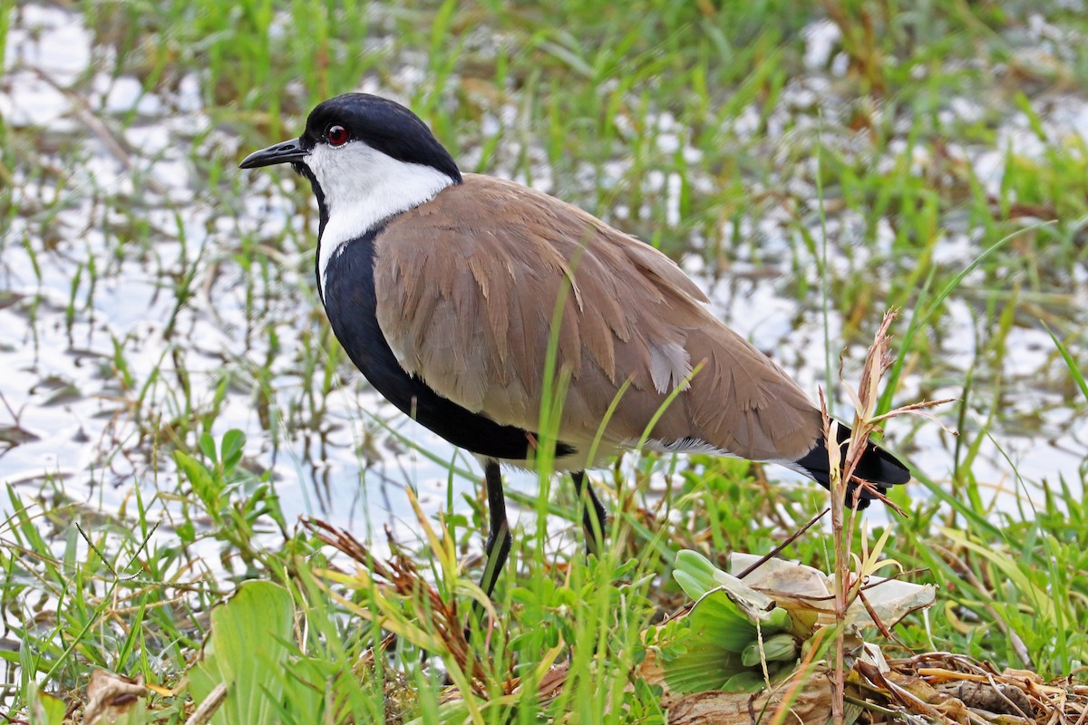 Spur-winged Lapwing - Greg  Griffith