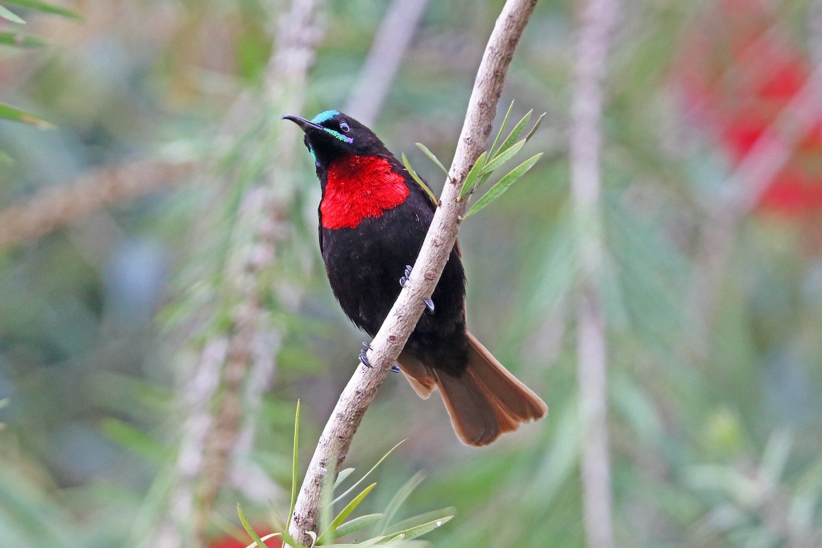 Scarlet-chested Sunbird - ML190845041