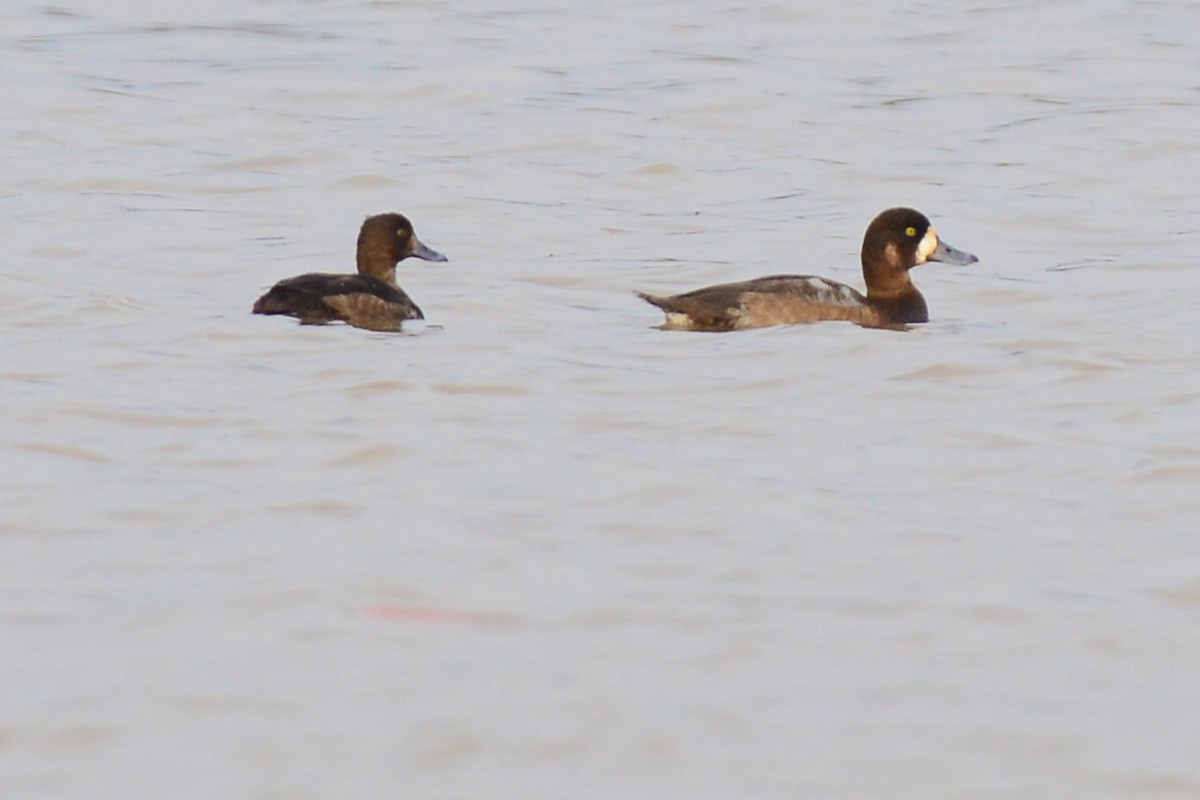 Greater Scaup - ML190849011