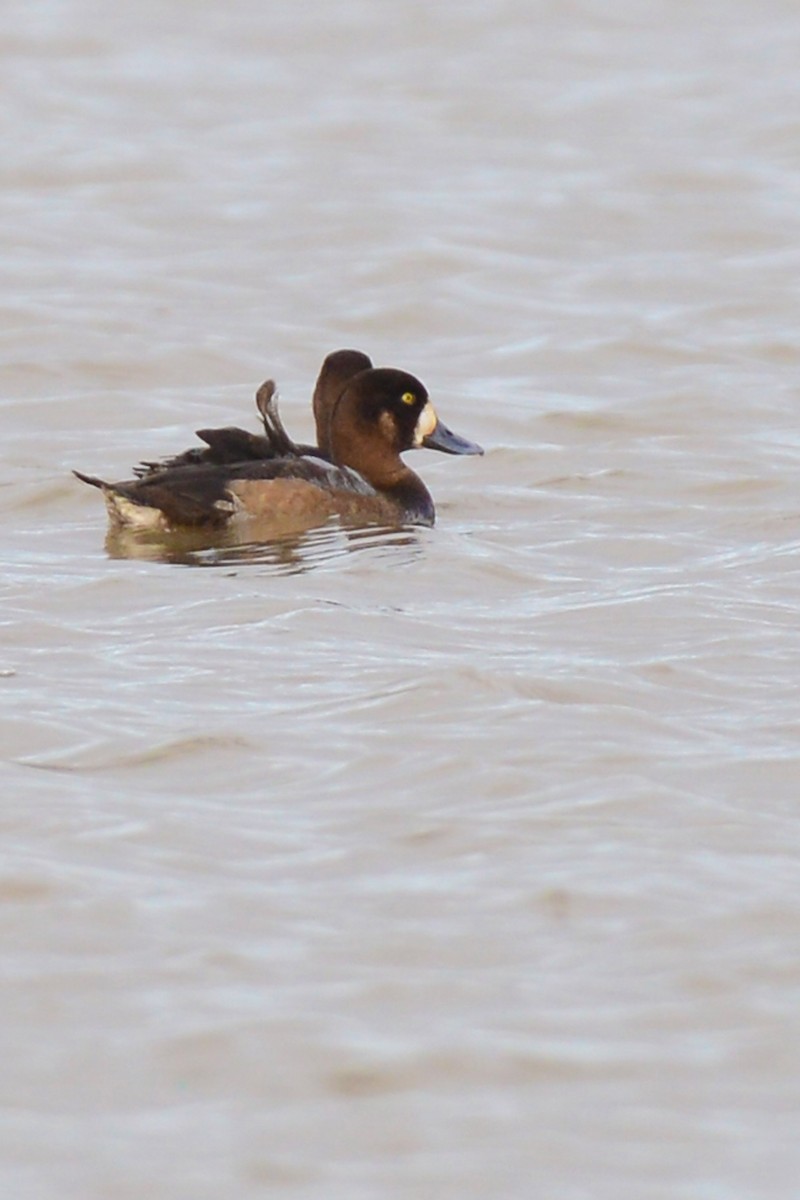 Greater Scaup - ML190849021